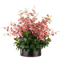 Rogue Dancing Orchid Garden Mix Madelyn Bowl Plant - Burgundy 66x66x67cm