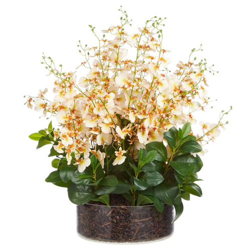 Rogue Dancing Orchid Garden Mix Madelyn Bowl Plant - Cream 66x66x67cm