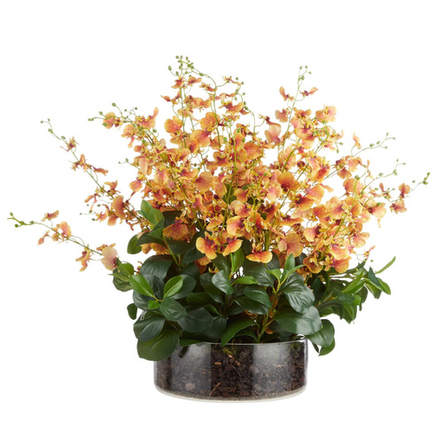 Rogue Dancing Orchid Garden Mix Madelyn Bowl Plant - Orange 66x66x67cm